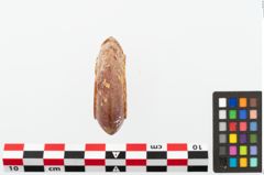 Foto von Bernsteinringperle (NHMW-PRAE-073853)